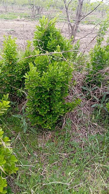 agaci: Dekarativ agaclarin topdan satişi çatrlmasi ekilmesi rulon qazon torf — 3