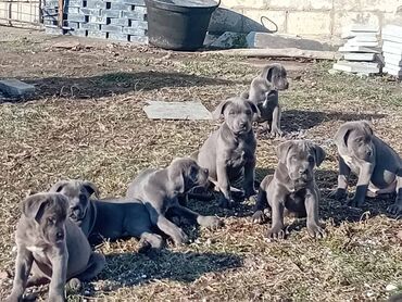 Psi: CANE CORSO 
Sivi stenci
Muzijaci/Zenke