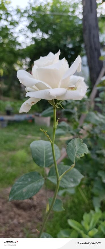 Садовые цветы и кустарники: Саженцы цветка — 24