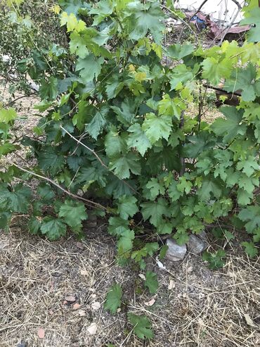 виноград саженцы: Виноград, черный с косточками. Ориентир пересечение Он-Арча и Кок-Добо