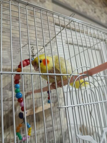 Geyimlər: Məhsul: Nimfa (cockatiel) tutuquşu və qəfəs dəsti Təsvir: - Parlaq