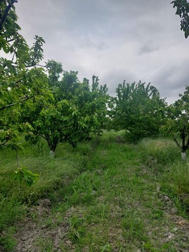 Ağaclar: 2 hektar 79 sot Məhsul: Gilas bağı Xaçmaz Rahimoba yolunda Asvaltdan — 2