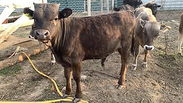 Коровы, быки: Продаю | Бык (самец) | На откорм — 16