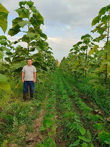 Другие виды семян и саженцев: ПАВЛОВНИЯ КОЧОТТОРУ САТЫЛАТ СОРТТОРУ: -ФТЭ - ШАНГТОНГ - ПАОТОНГ Z 07 — 1