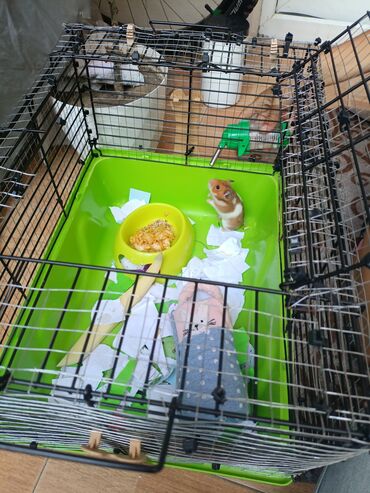 Hamsterlər üçün nəzərdə tutulmuş bu qəfəs, kiçik dostlarınızın rahat