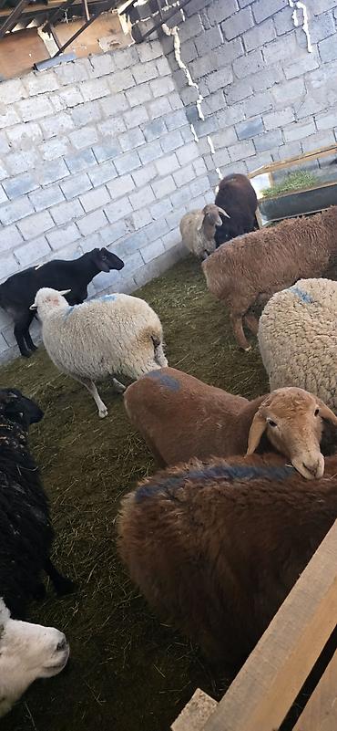 ат тарак: Продаю | Овца (самка), Ягненок, Баран (самец) | На забой, Для разведения — 4
