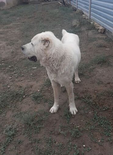 мейн кун купить в баку: Алабай, 2 года, Самец, Самовывоз, Бесплатная доставка, Платная доставка at lalafo.az мейн кун купить в баку: Алабай, 2 года, Самец, Самовывоз, Бесплатная доставка, Платная доставка