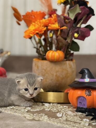 darling pişik yemi: Britan