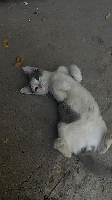 Продажа кошек: 🐾 Отдам котят в добрые руки совершенно бесплатно! Ищем любящую семью — 2