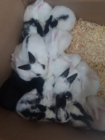 Dovşanlar: 1-ci şəkildəki yarı karlik Dovşanlar 15-azn. 3-cü şəkildəki Ag -AgQara — 12