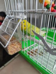 купить породистую собаку: Продаю попугая, волнистый, с клеткой, игрушками, и кормом