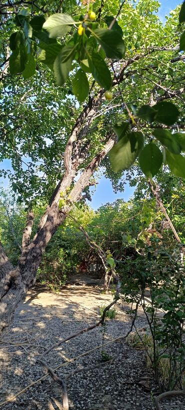 Torpaq sahələrinin satışı: 8 sot, Tikinti, Mülkiyyətçi, Kupça (Çıxarış) -da lalafo.az — 16 Torpaq sahələrinin satışı: 8 sot, Tikinti, Mülkiyyətçi, Kupça (Çıxarış) — 16