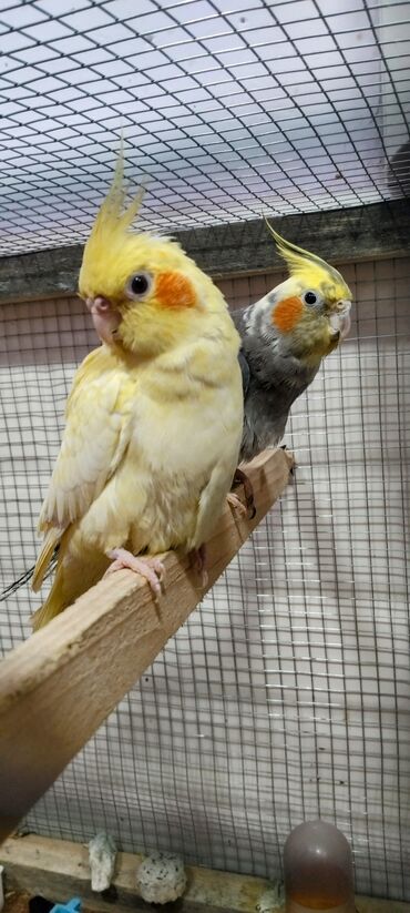 корелла: 6 ədəd korela 4 bala 1 ana 1 Ata bala verən quslardir qefesle 1