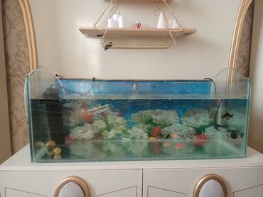 Akvariumlar: Akvarium 90×33×33.14 baliq 1 ilbiz.1 akvarium temizleyen.filtir