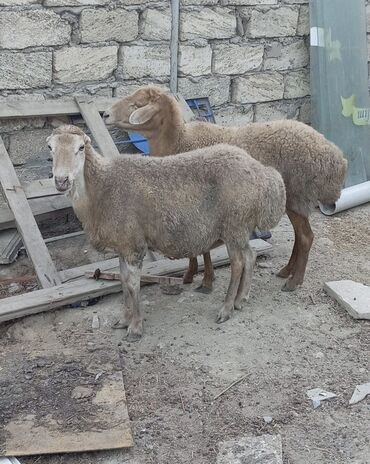 tagiyev qesebesi inek buzov: .PULA EHTYAC VAR DEYE 2 sını bu qıymete satram.BURDA HECKIME CAVAB