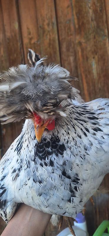 Куры, петухи: Продаю | Куры | Для разведения — 11