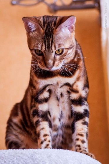 возьму породистого котенка в дар: Бенгал (Bengal) Котята бенгалы!!! Предлагает великолепных, клубных