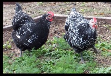 птицы ош: В продаже инкубационное яйцо чёрно-пёстрого австролопа