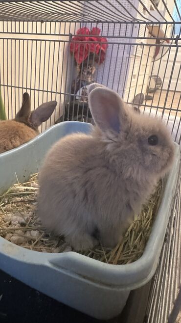 кормовая соль для животных: 🥰Малышки, львиноголовые, чистопородные🐰🥰 12 июня исполнилось месяц🥰