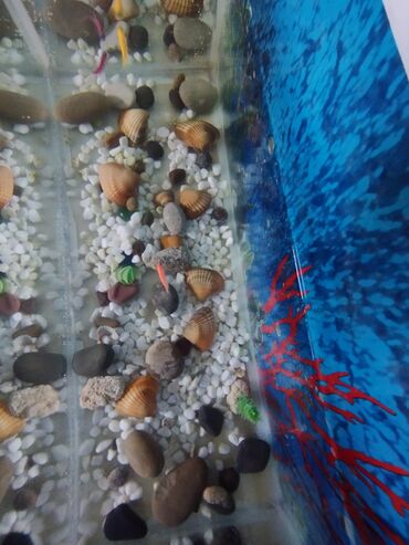 balaca akvarium qiymeti: Akvariumlar