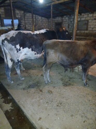 inek satislari: Самка, лет: 4, Для разведения, Самовывоз at lalafo.az inek satislari: Самка, лет: 4, Для разведения, Самовывоз