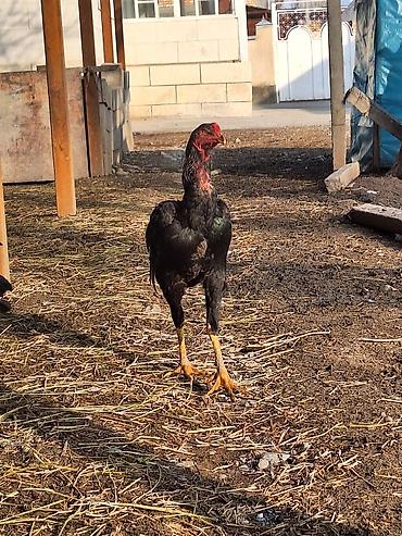 Другие животные: Другие животные — 7