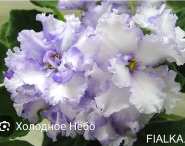 Otaq bitkiləri: 5 — 13