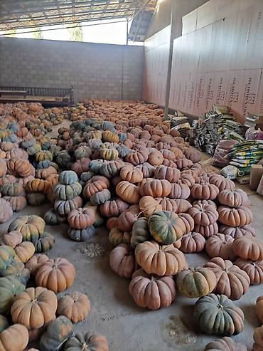 Промышленные холодильники и комплектующие: Сдаются в аренду холодильники промышленные для сельскохозяйственных — 13