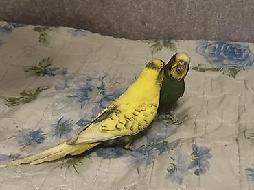qarğa balası satılır: Məhsul: Cüt dalmatin papuqay (büdcərigar/budgerigar) Təsvir: - İki — 1