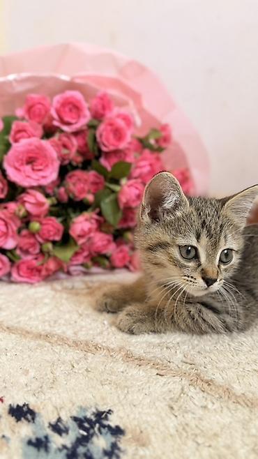 кошки балыкчы: 3 месяца, Мальчик, Серый — 2