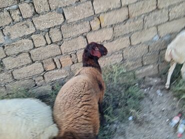 qurbanliq qoyun online: 9 aylig toglu qizgindi temmiz qala sortu maşdagadadi