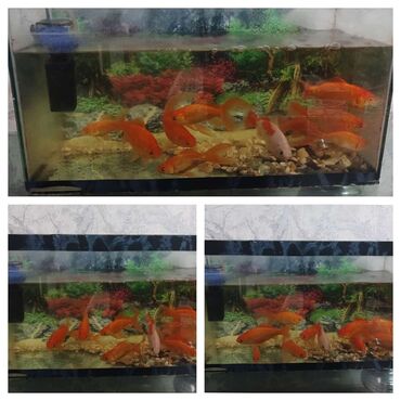 rengli baliqlar: Akvarium-şkaf, 50 l