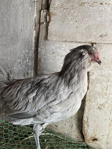 шотландская вислоухая кошка фото цена: Продаю | Куры | Несушки — 3