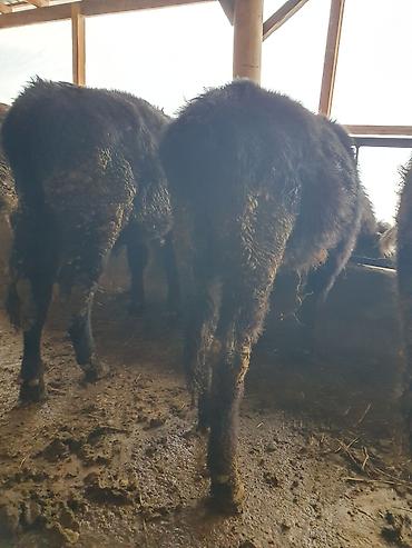 Коровы, быки: Продаю | Бык (самец) — 6