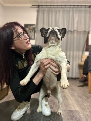 Psi: Mužjak francuskog buldoga dostupan za PARENJE Star 6 godina ima 5 — 2