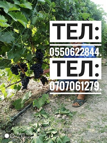 Виноград: Саженцы винограда: Ризамат. Киш-миш чёрный. Мирный. Розовый тайфи — 19