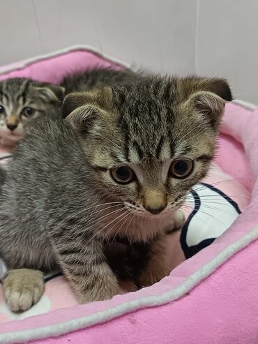 Pişiklər: Şotland yastı qulaq, Erkək, Dişi, Yaxşı əllərə, Ünvandan götürmə, Pulsuz çatdırılma, Ödənişli çatdırılma — 118