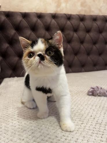 brod za prihranu ribe: Na prodaju egzotični kratkodlaki mačići (Exotic Shorthair) — 8