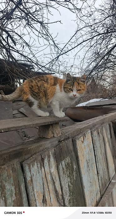 Отдам даром кошку: Кошка даром: Беспородная, Девочка at lalafo.kg — 1 Отдам даром кошку: Кошка даром: Беспородная, Девочка — 1