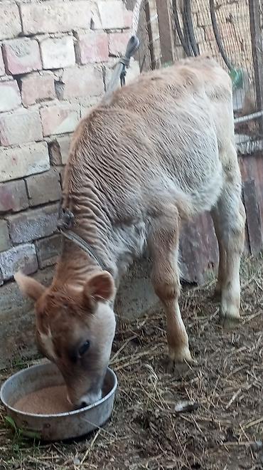 Коровы, быки: Продаю | Тёлка — 8