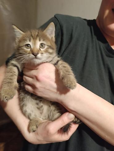 Отдам даром кошку: Котята девочки мальчики 1,5 месяца (серые мальчики, чёрно-белым — 24