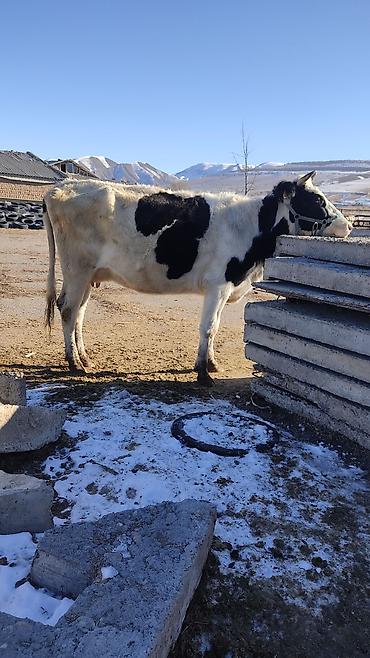 Коровы, быки: Продаю | Корова (самка) | Для разведения, Для молока | Стельные at lalafo.kg — 20 Коровы, быки: Продаю | Корова (самка) | Для разведения, Для молока | Стельные — 20