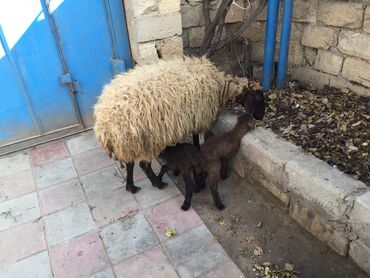 Qoyunlar, qoçlar: Erkək, Qala, il: 2, 80 kq, Damazlıq, Ünvandan götürmə