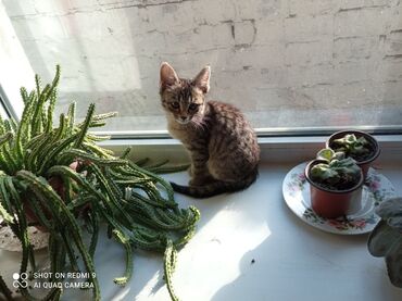 домашний котёнок: 3 айлык, Ургаачы, Лотокко барууга үйрөтүлгөн