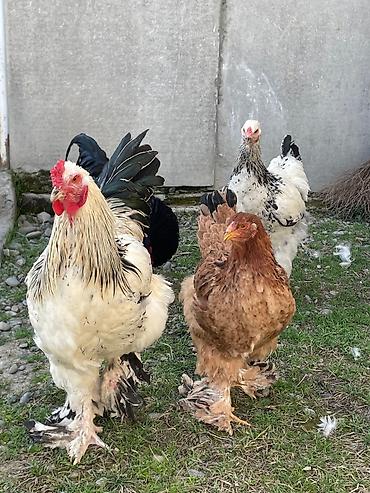 Toyuqlar: Toyuq, Brama, Damazlıq -da lalafo.az — 1 Toyuqlar: Toyuq, Brama, Damazlıq — 1