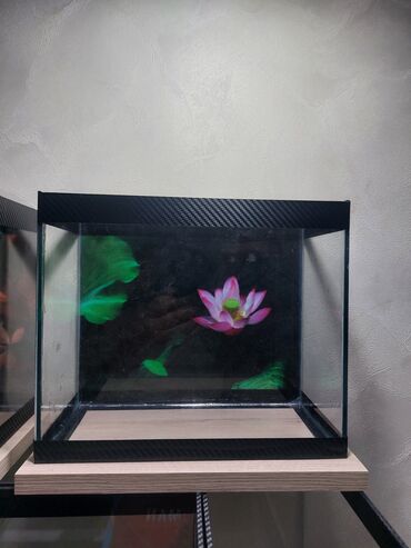 Akvariumlar: Şüşə akvarium – dekorativ fonlu modellər ölçü 30×25×15 Məhsul təsviri — 17