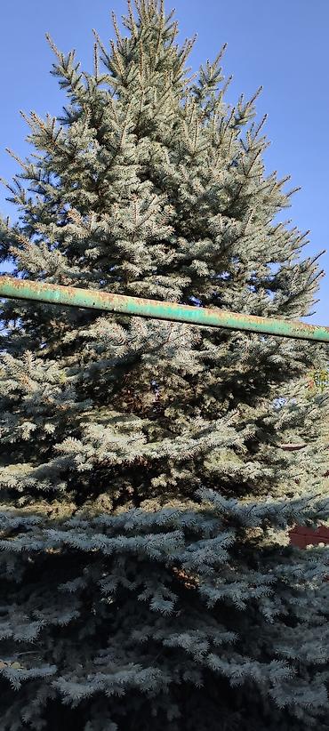 суу помпо: Ель голубая (Picea pungens ‘Glauca’) — зрелое декоративное дерево с — 3