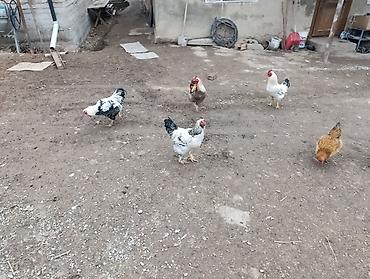 Куры, петухи: Продаю | Петух | Для разведения — 6