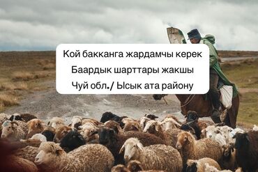 жумуш керек студент: Требуется Пастух, Оплата Ежемесячно