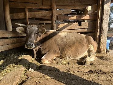продаю тёлок: Продаю | Корова (самка) | Для молока — 1